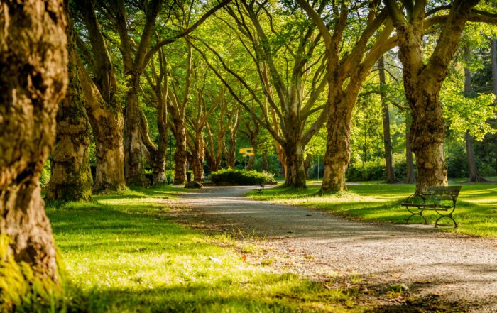 A picture of a beautiful park with a gravel path and bright green grass surrounding it. Large trees line the path.