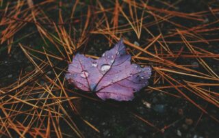 A picture of a dead leaf on the ground with dew drops on it, it's sitting on top of dead pine needles fallen on the ground beneath.