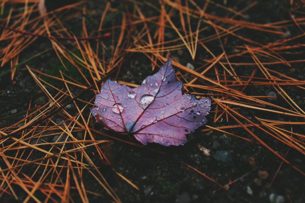 A picture of a dead leaf on the ground with dew drops on it, it's sitting on top of dead pine needles fallen on the ground beneath.