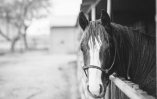 A black and white picture of a horse poking its head out of a stall looking at the camera.