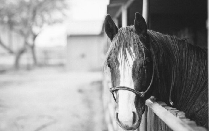 A black and white picture of a horse poking its head out of a stall looking at the camera.