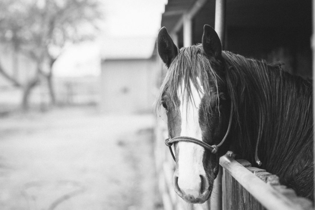 A black and white picture of a horse poking its head out of a stall looking at the camera.