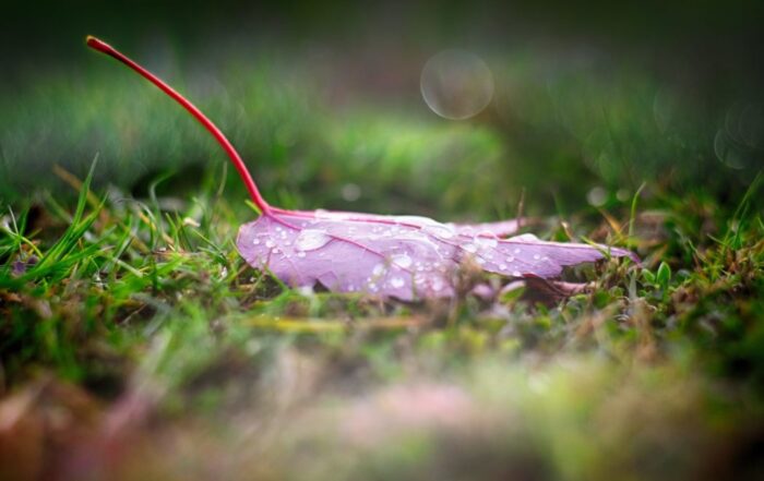 A picture of a leaf with dew drops on it in a field of grass.