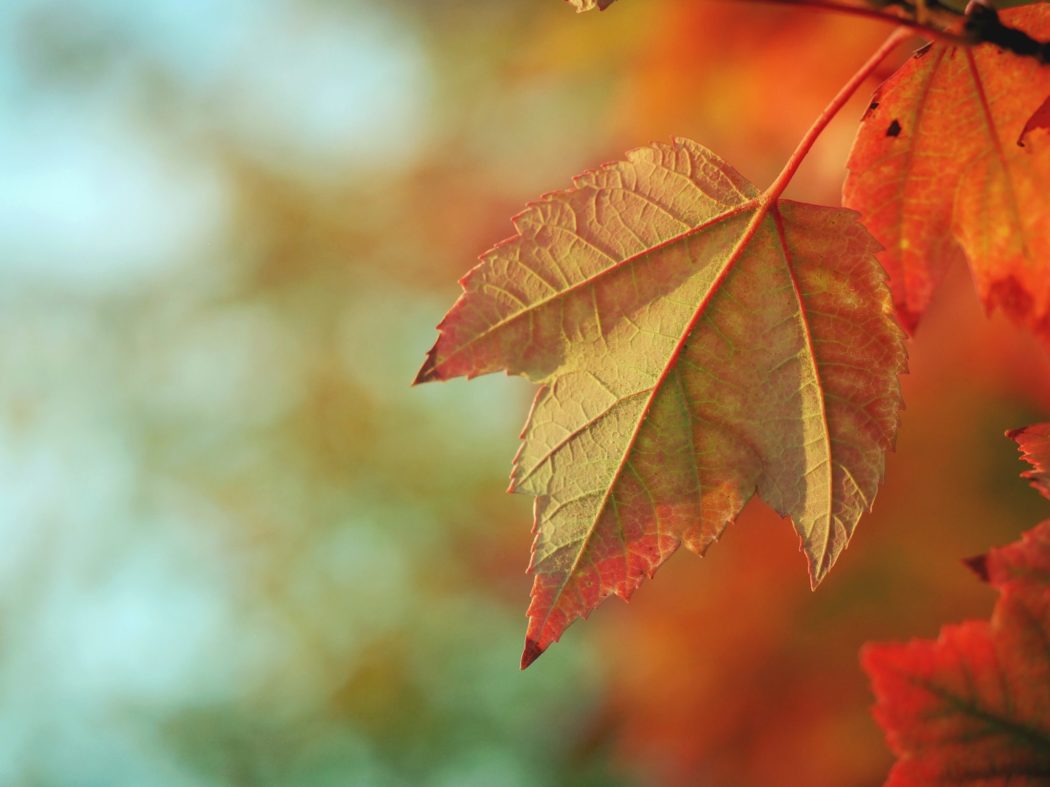 Close up of an autumn leaf.