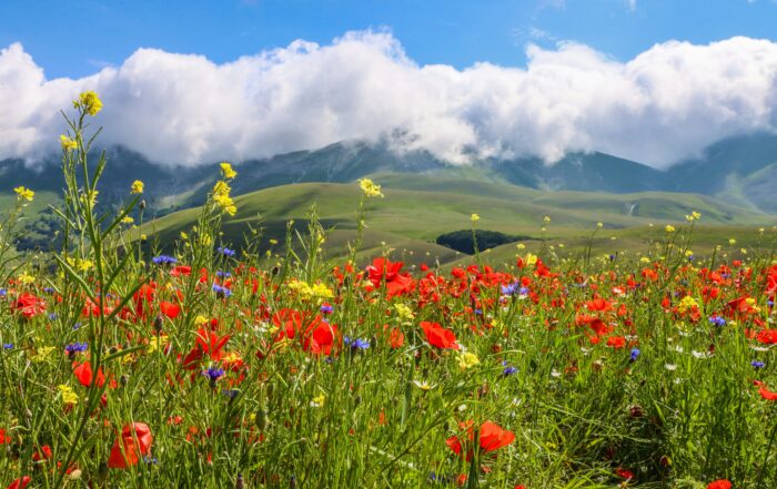 Close up of a meadow of flowers with a range a beautiful rolling hills in the distance, white fluffy clouds hover above.