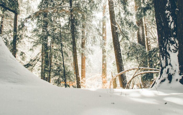 A picture of a winter forest landscape with snow covering the ground and large evergreen trees above.