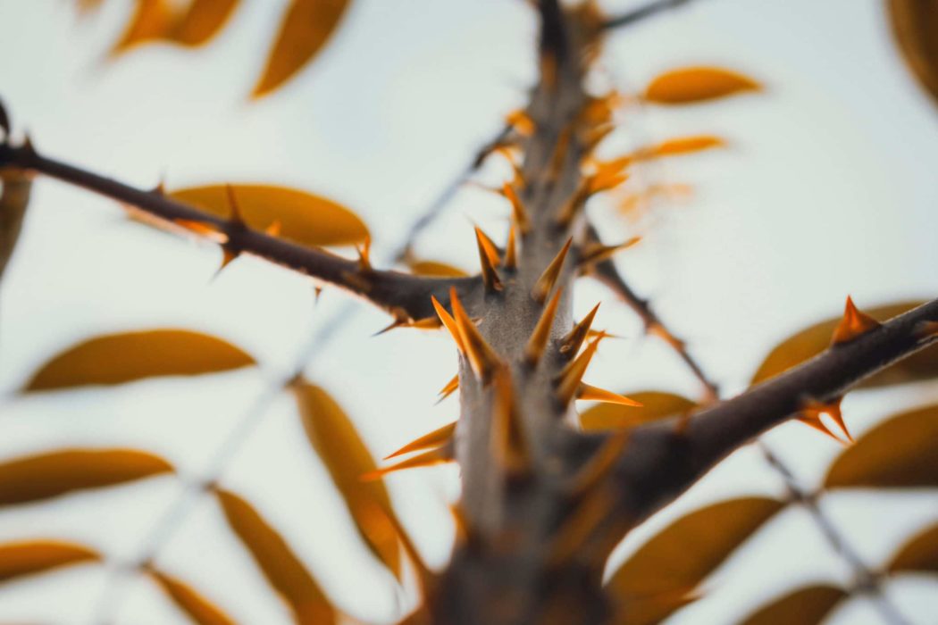 Close-up of thorns protruding from a tree branch.