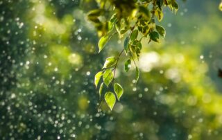 A close up of a tree branch with beautiful green leaves on it. There is droplets of water falling off the tree.