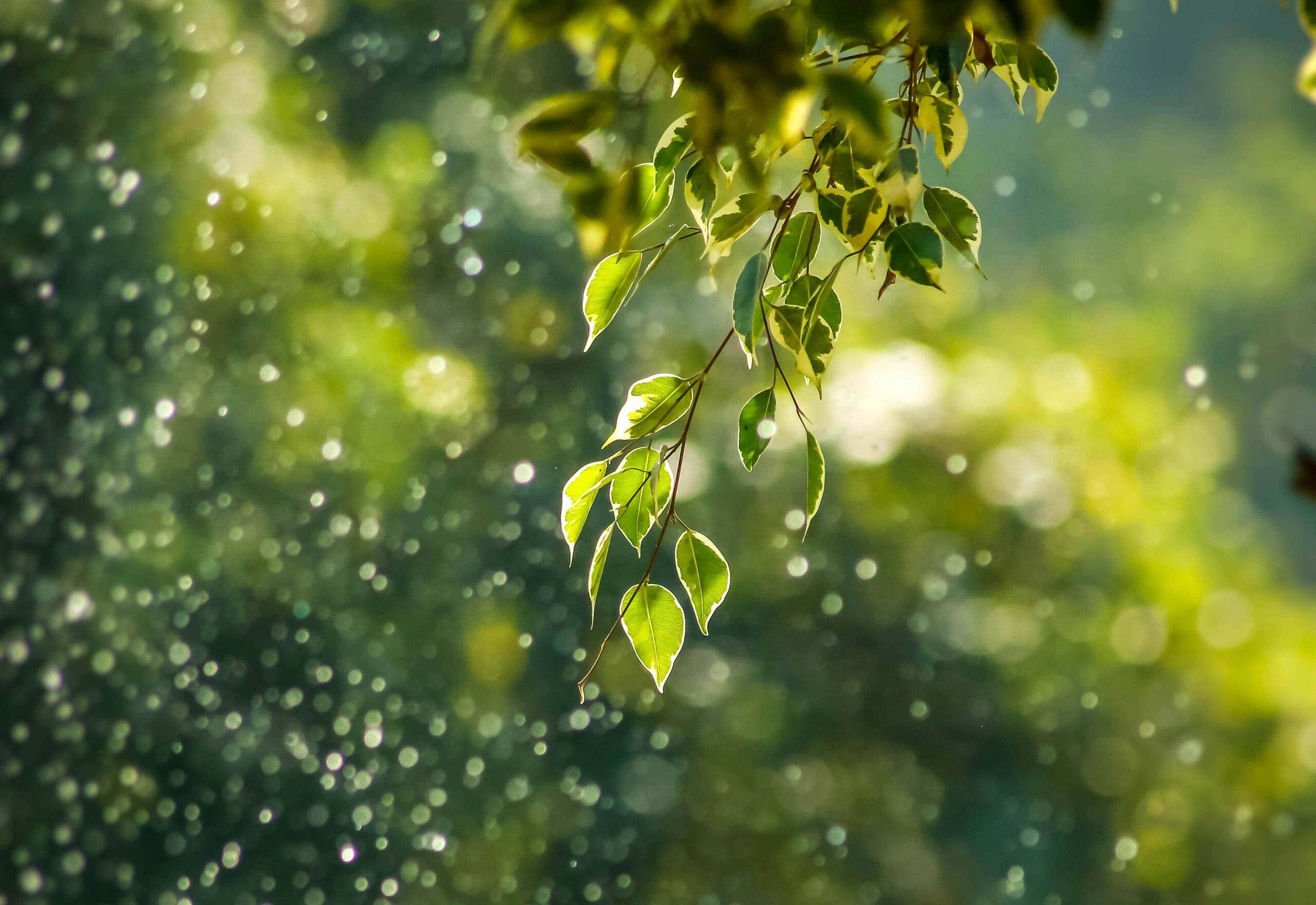 A close up of a tree branch with beautiful green leaves on it. There is droplets of water falling off the tree.