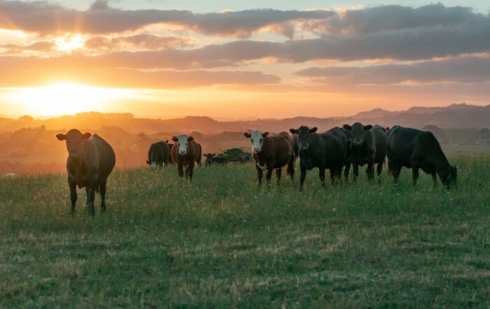 A picture of cattle on a hill covered in grass overlooking a mountain range and a gorgeous sunset with fluffy white clouds in the sky.