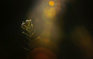 A picture of a flower with a ray of sunshine gleaming on it.