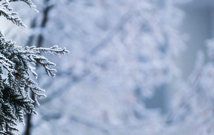 A picture of a sprigs of an evergreen tree sprinkled with snow. There's a blurry tree in the background with snow covering it.