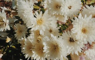 A close up of white flowers.