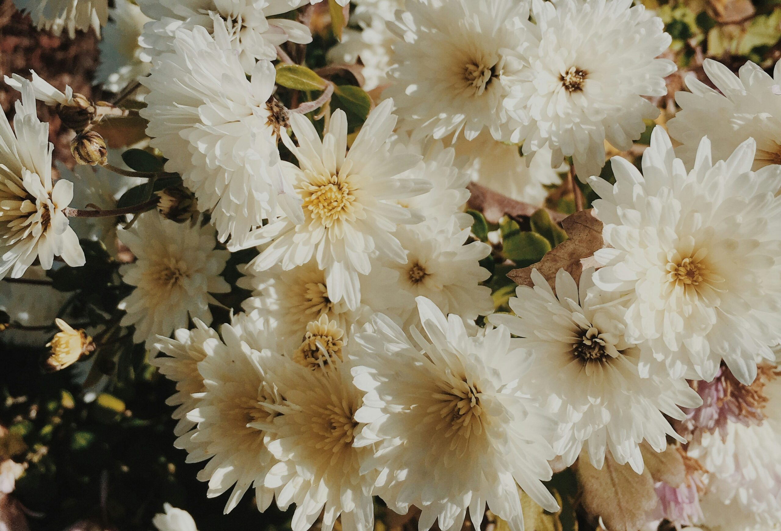 A close up of white flowers.