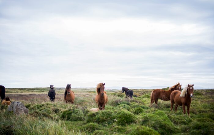 A picture of horses standing in a field full of green grassy knolls and a cloud-covered sky.