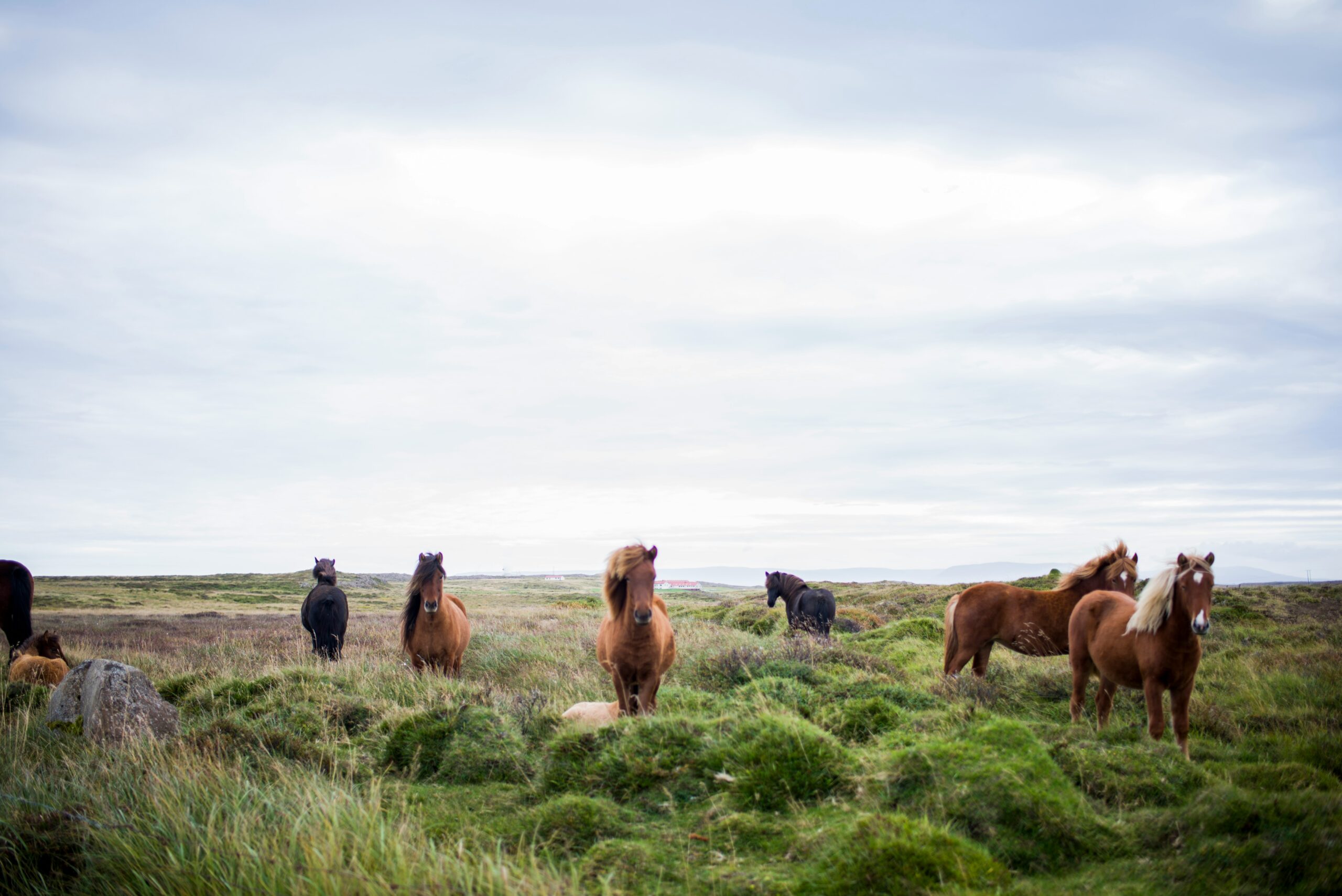 A picture of horses standing in a field full of green grassy knolls and a cloud-covered sky.