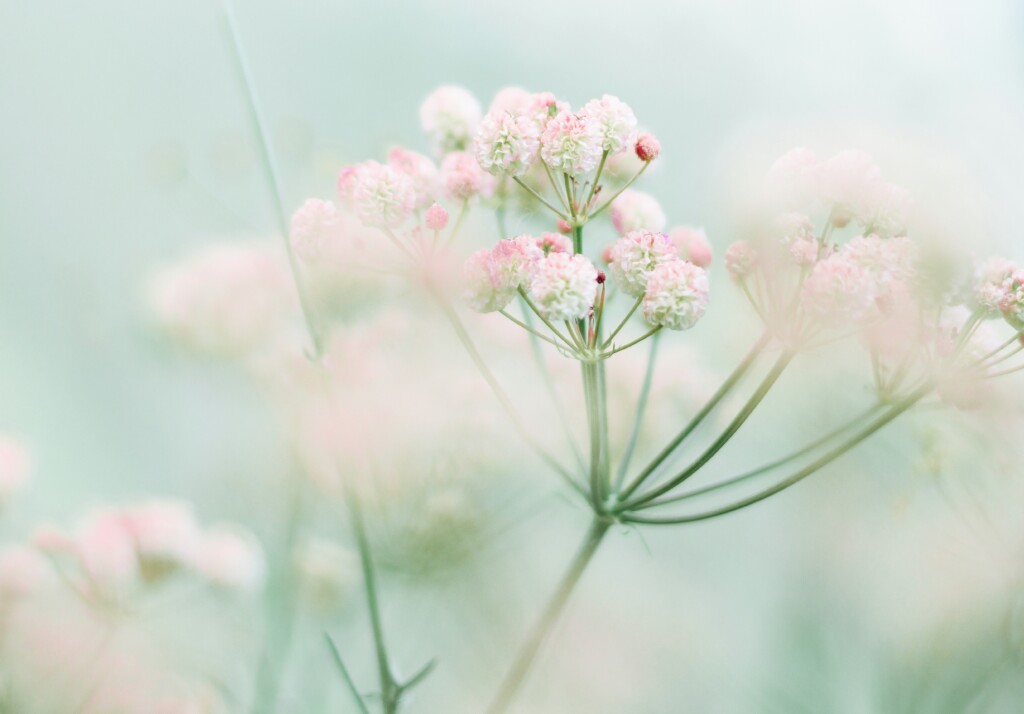 A close-up picture of small pink flowers on long green stems with a bluish hazy background.
