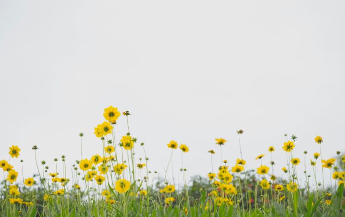 A picture of yellow flowers growing in a meadow.