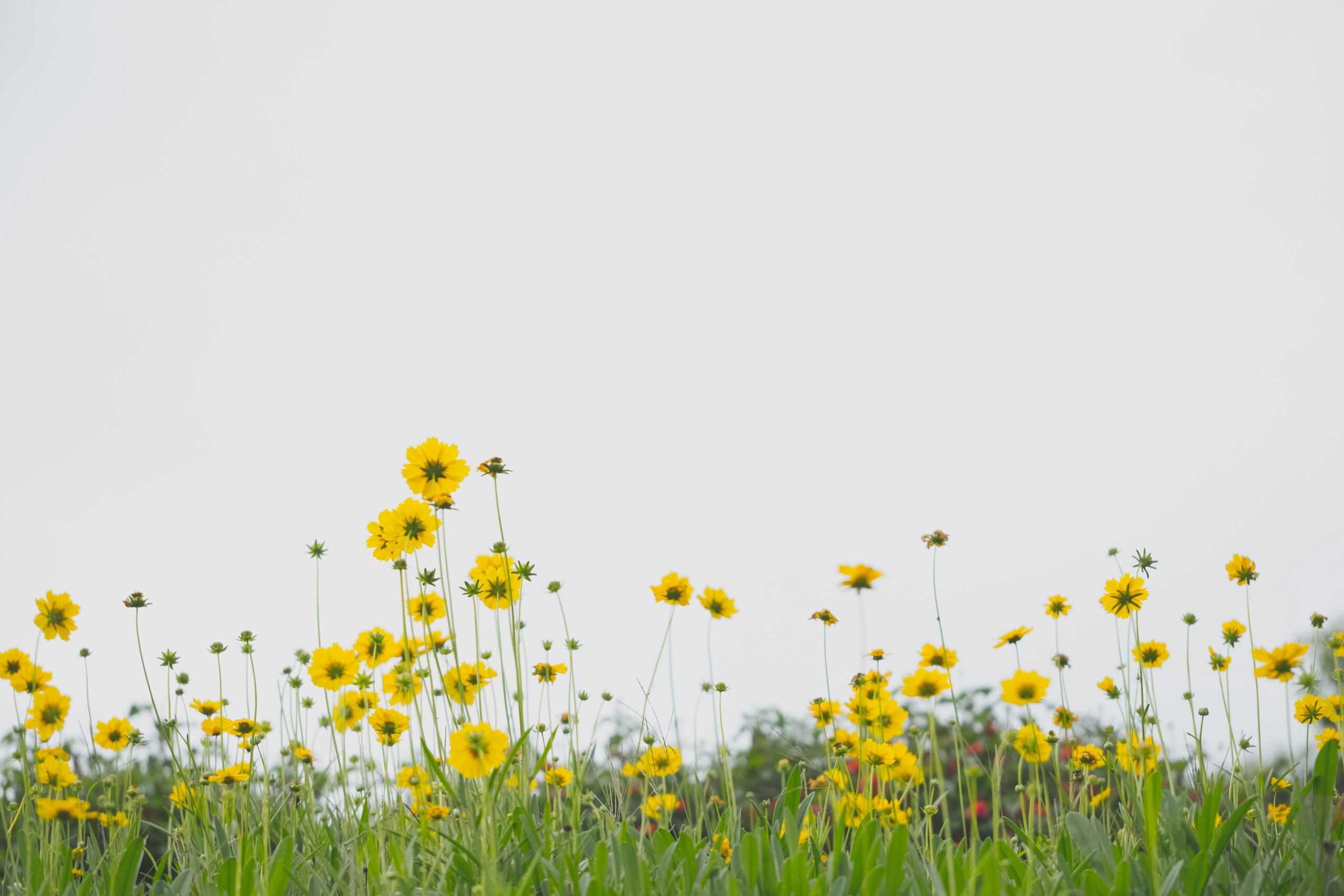 A picture of yellow flowers growing in a meadow.