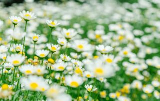 Close up of white daisies in a meadow.