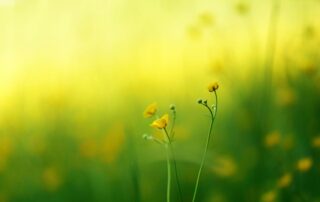 A close up of small yellow flowers with green stems and much greenery in the background.