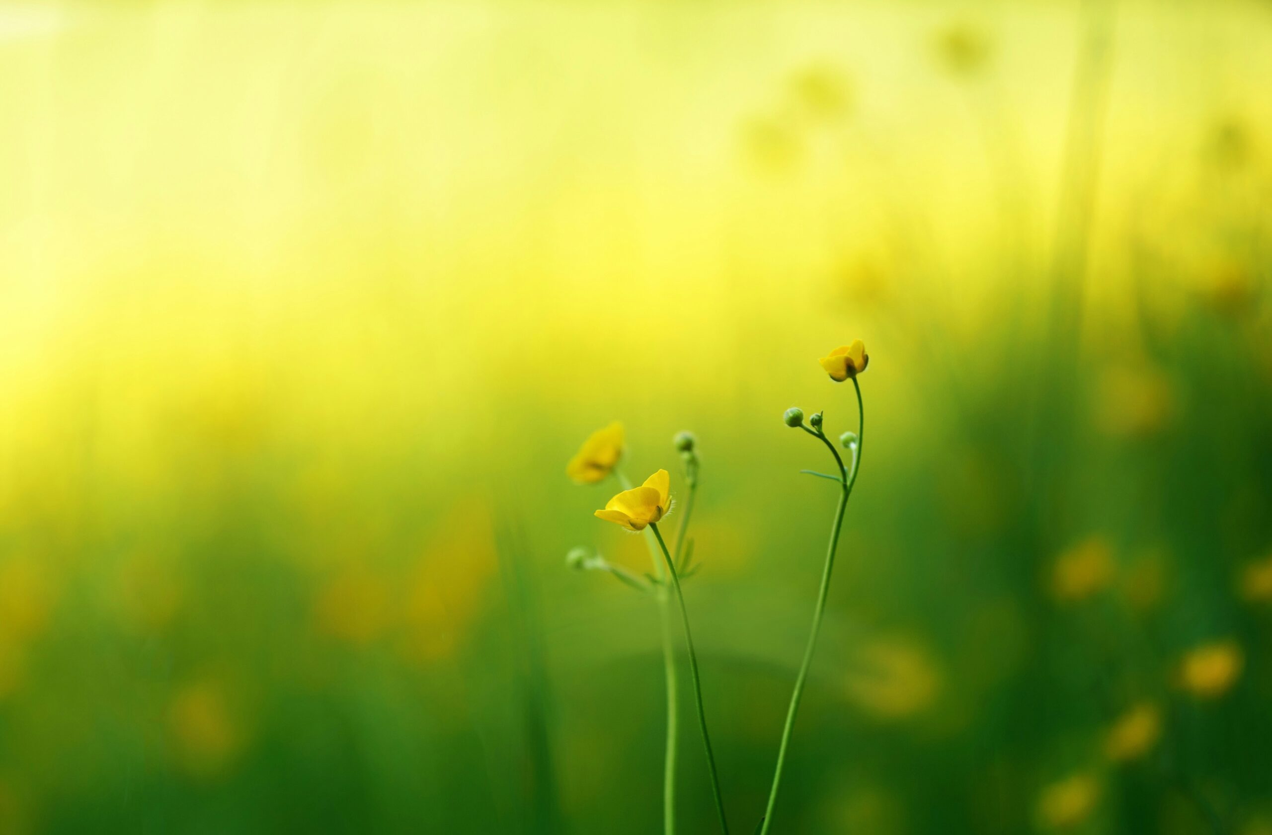 A close up of small yellow flowers with green stems and much greenery in the background.