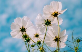 A picture from below white flowers.