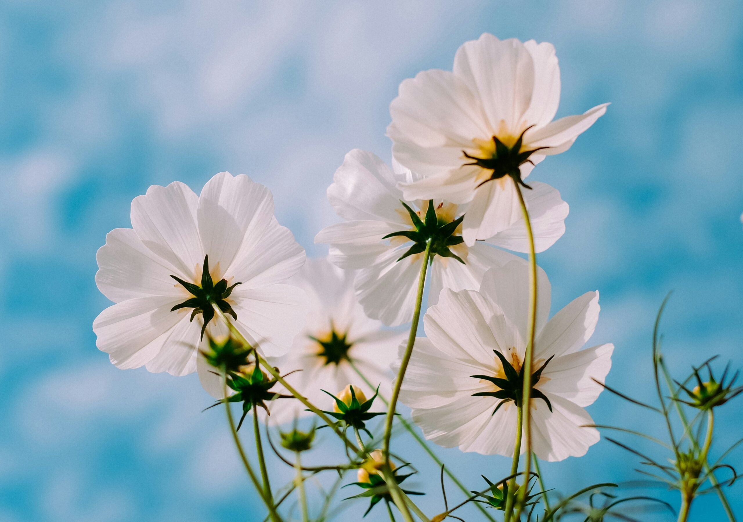 A picture from below white flowers.