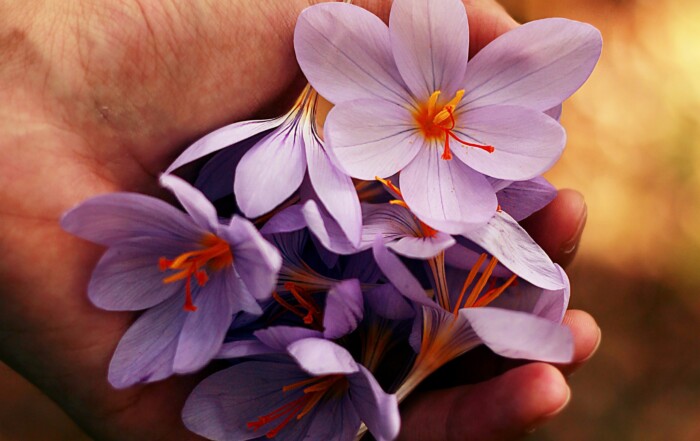 A picture of purple flowers in a woman's hand.