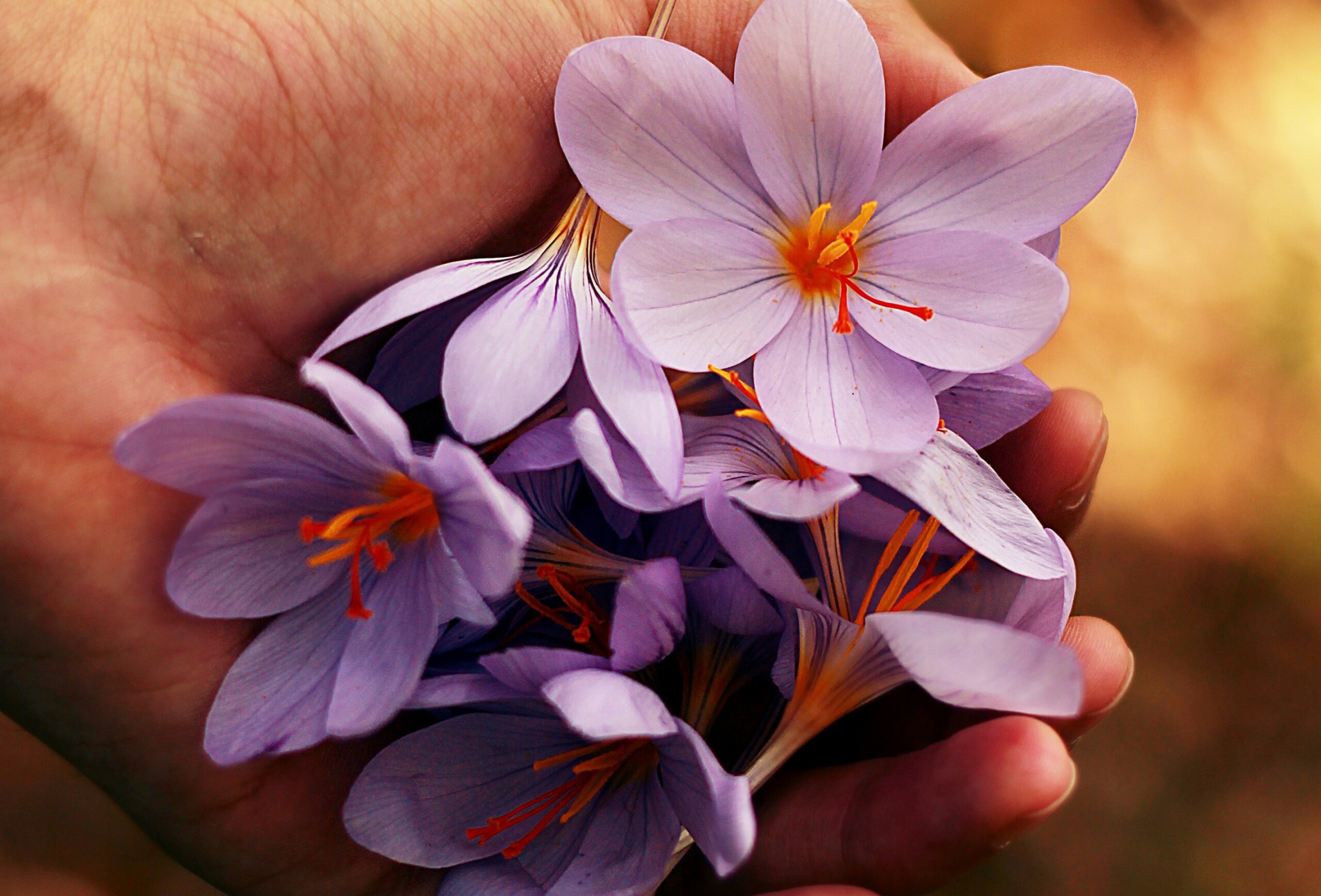 A picture of purple flowers in a woman's hand.