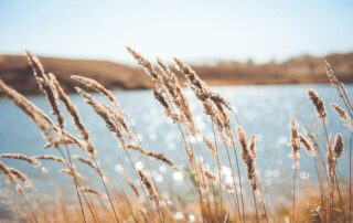 A picture of reeds beside a sparkling body of water and a land mass on the other side. A pale blue sky above.