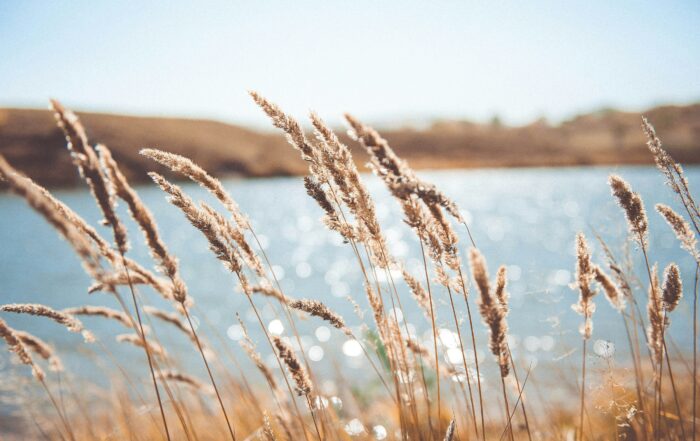 A picture of reeds beside a sparkling body of water and a land mass on the other side. A pale blue sky above.