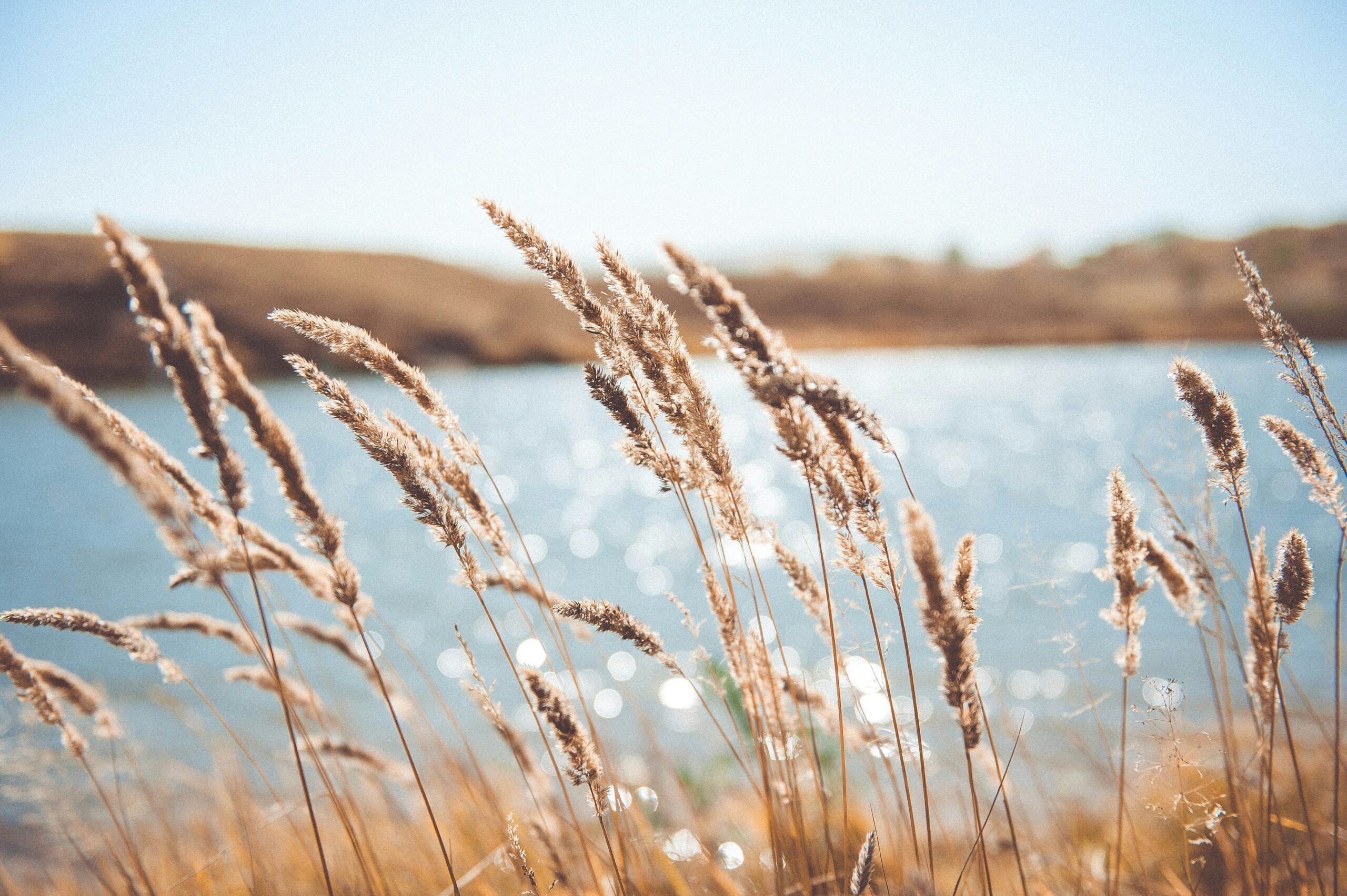 A picture of reeds beside a sparkling body of water and a land mass on the other side. A pale blue sky above.