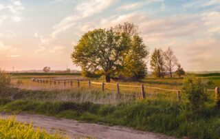 A picture of a country road with a wooden fence and a meadow with a few trees in it. The sun is setting gently in the background, a pink haze on the horizon.