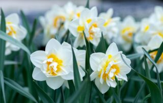 Close up of white flowers with yellow centers and green leaves growing up around.