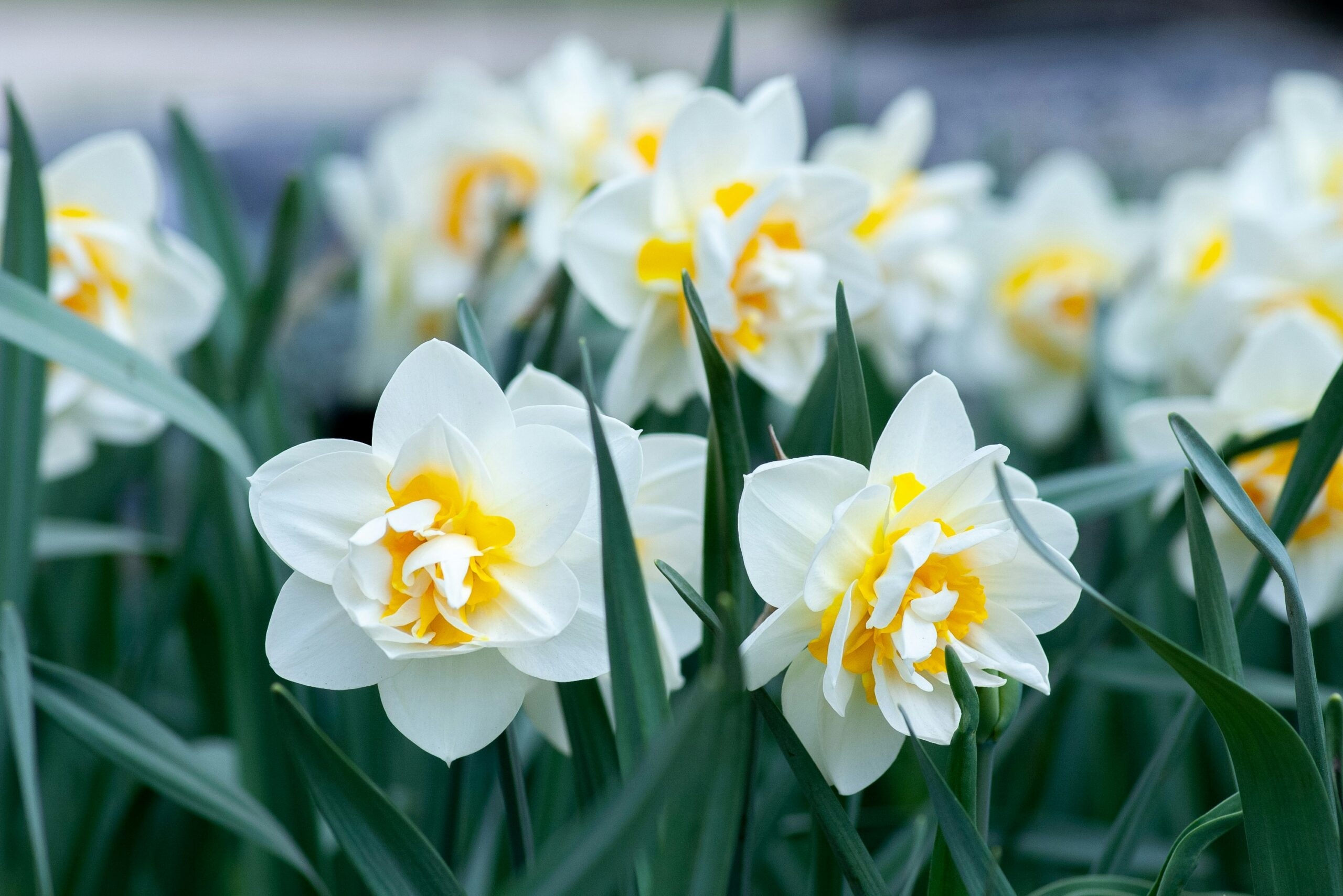 Close up of white flowers with yellow centers and green leaves growing up around.