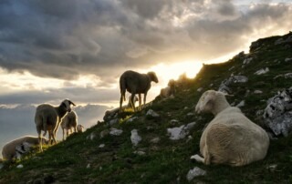 Sheep on a hillside as the sun sets over it in a bright ray of yellow light, speckled grey clouds highlight the light above.