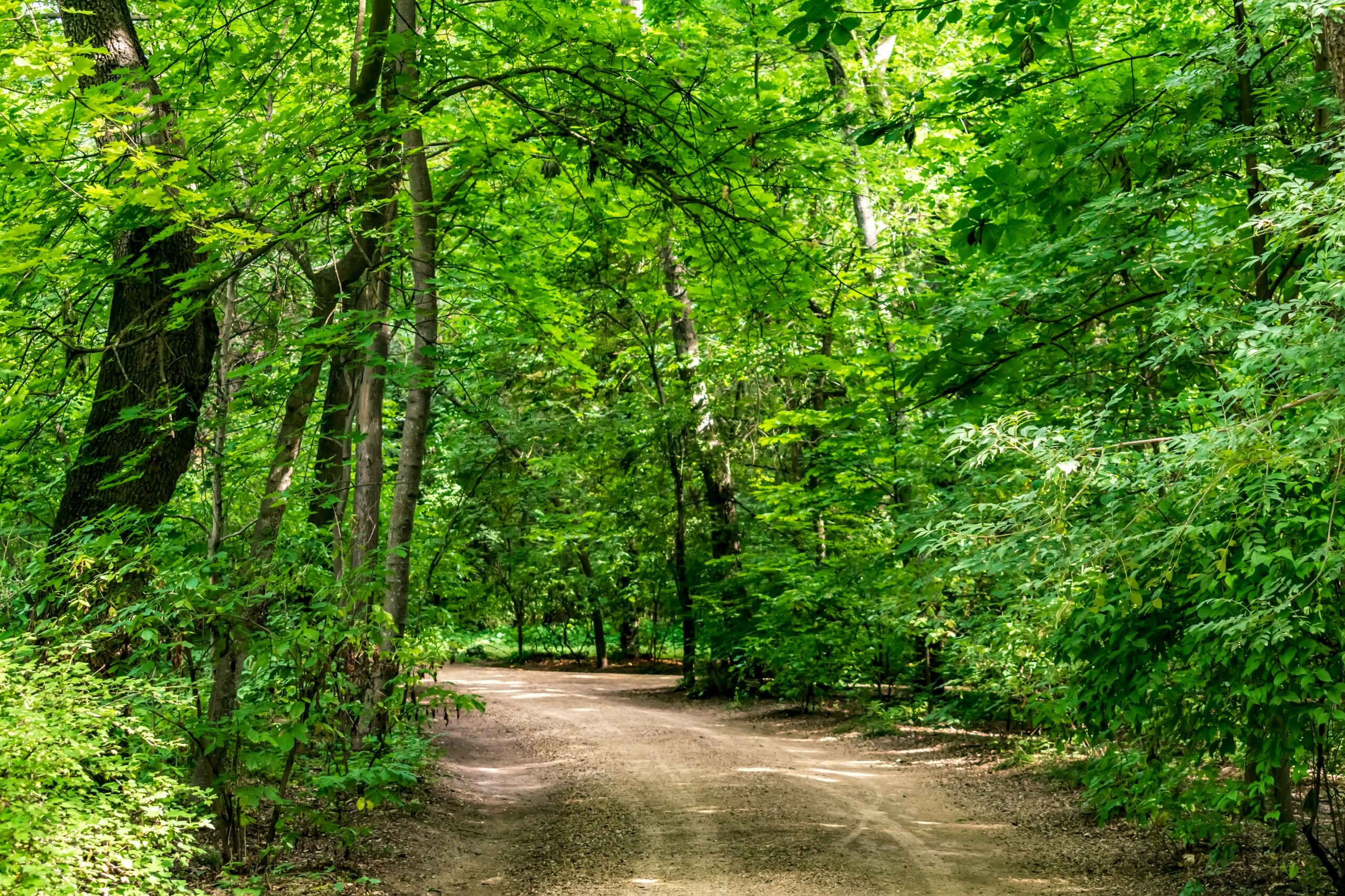 A picture of a path going through a bright green forest.