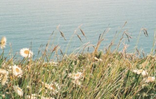 A close up of flowers and grass by the ocean.