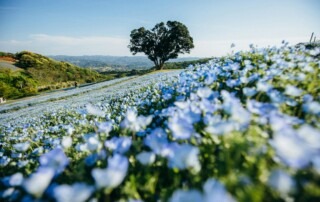 A picture of a hillside with blue flowers and a large tree standing straight up. Green hills stand in the distance.