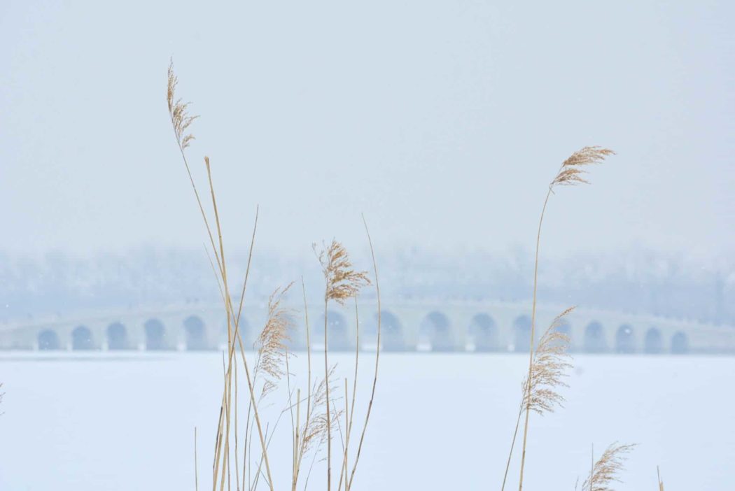 Close up of golden grasses in a snowy landscape with a large bridge far off in the background and a hazy line of trees beyond the bridge.