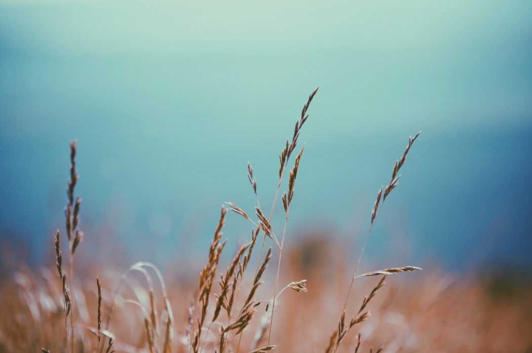 Close up of golden grasses with the hazy blue skies in the background.