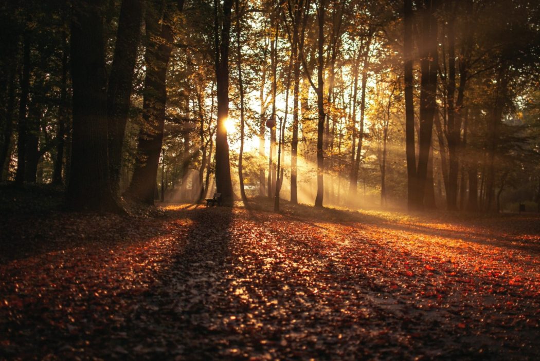 A scene of autumn leaves fallen on the ground in a thickly wooded forest as the sun is coming through the trees.