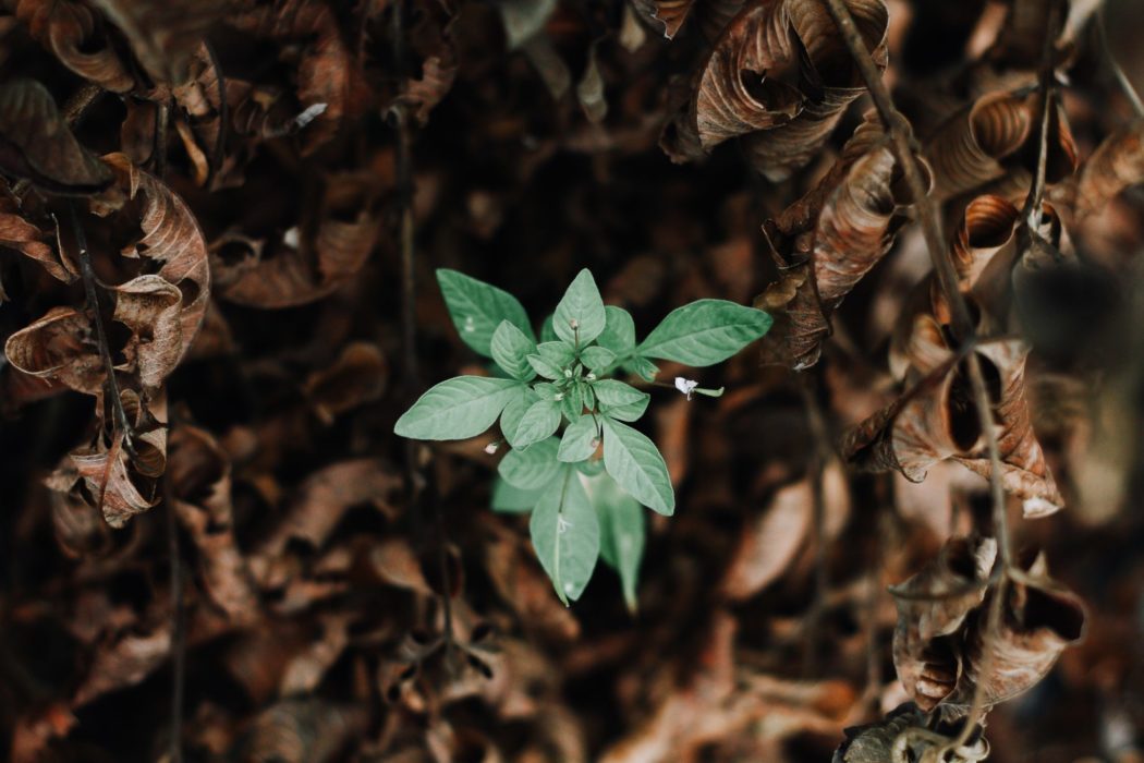Close up of a sapling with tiny flowers coming out of a tree with withering leaves on the branches.