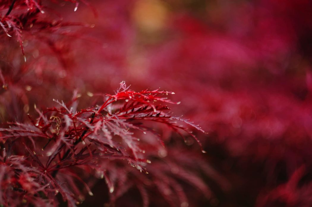 Close up of a vibrantly colored leafy branch.