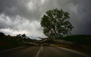 A picture of a tree fallen on a road with dark clouds covering the sky above.