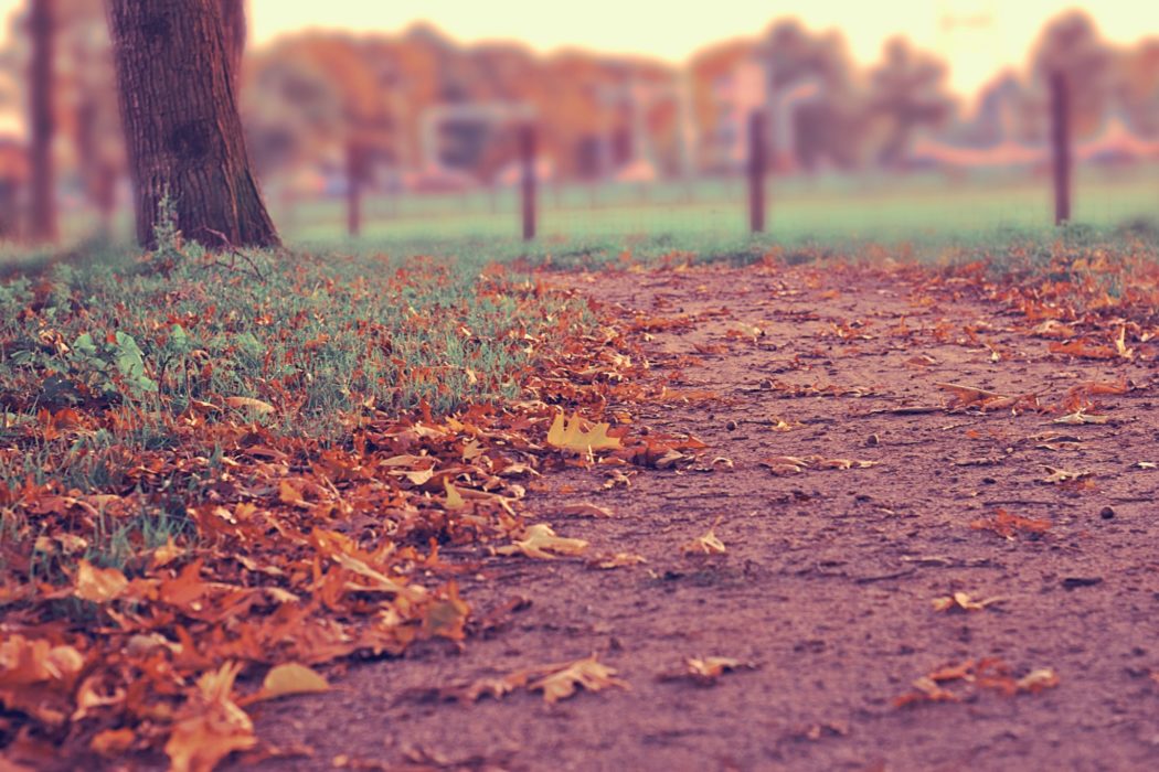 A close up, parallel view of the ground with fallen leaves scattered on it and grass on either side, the base of a tree trunk to the immediate left.