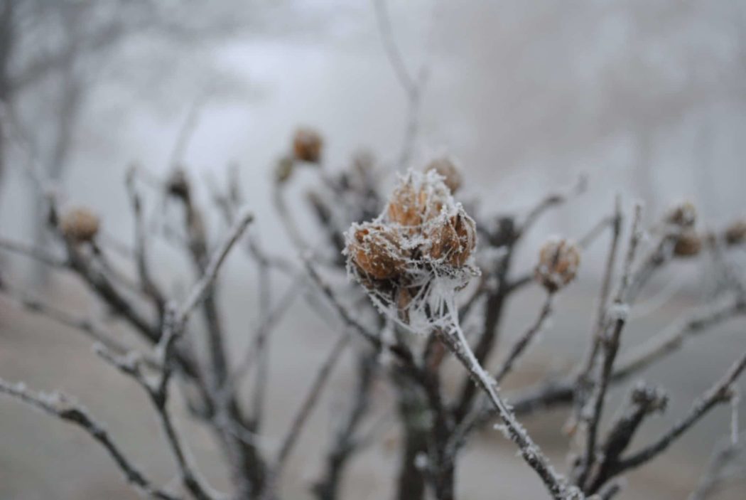 Close-up of a bush with snow frost covering it.