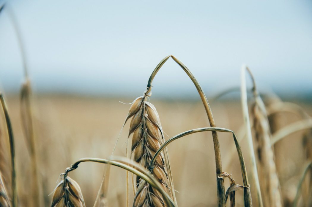 Close up of a stalk of wheat bending over from the heaviness of its seeds.
