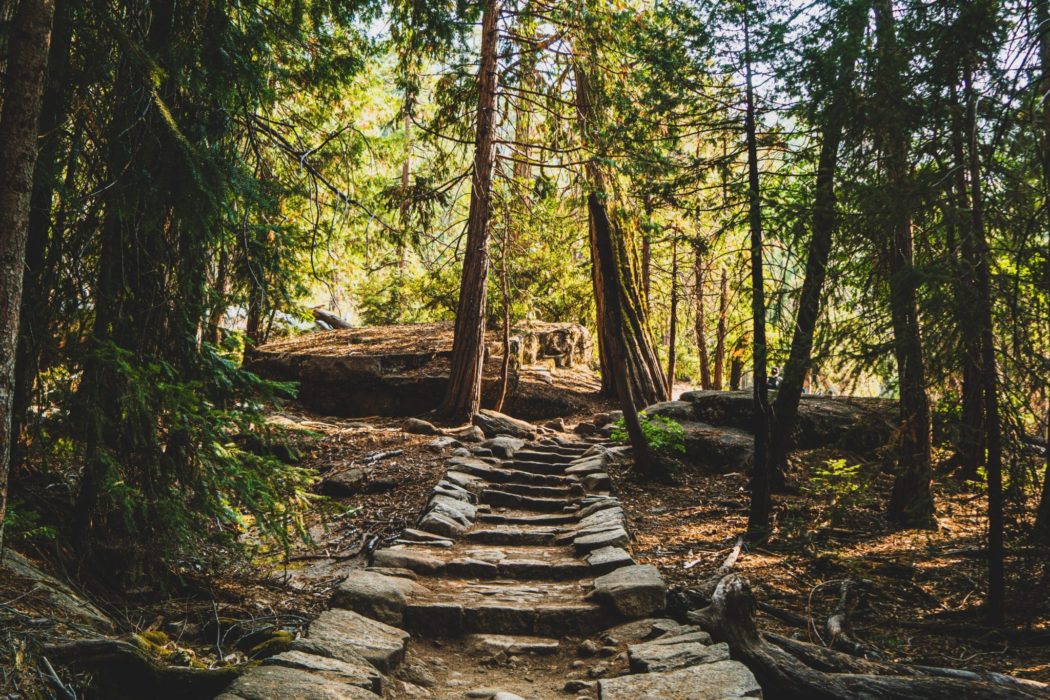 The view from the base of a stone path running upwards through the center of a lush forest.